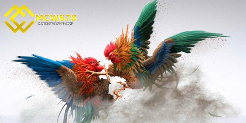 Bỏ túi bí quyết đặt cược tại sảnh đá gà