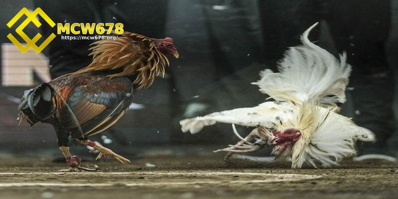 Các hình thức chơi cá cược đá gà 