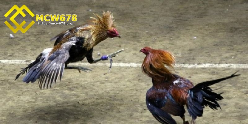 Đá gà Campuchia là gì?