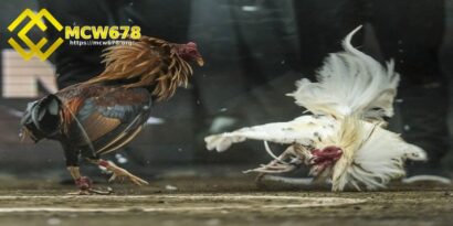 Chọn gà có sức khoẻ tốt