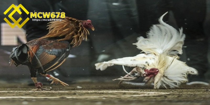 Chọn gà có sức khoẻ tốt