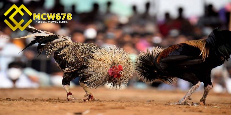 Chọn những con gà nhanh nhẹn