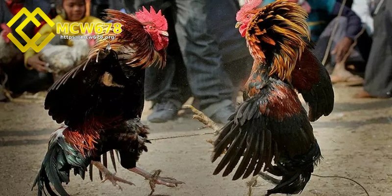 Đá hồi mã thương là gì?