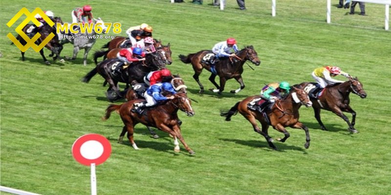 Kèo Trio trong cược đua ngựa