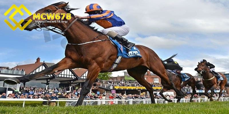 Lợi ích khi tham gia cược đua ngựa